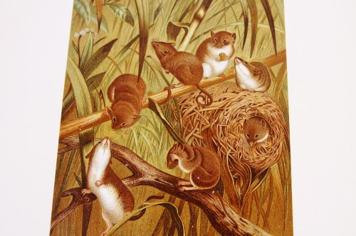 루이스 프랭 다색 석판 Louis Prang Chromolithograph 1898 - Harvest Mouse