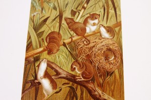 루이스 프랭 다색 석판 Louis Prang Chromolithograph 1898 - Harvest Mouse